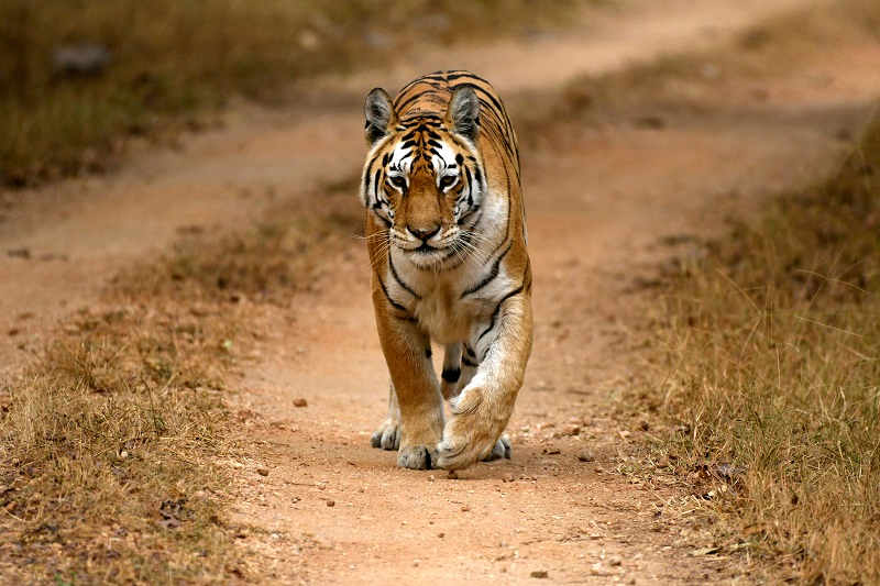 jungle safari tour packages in india