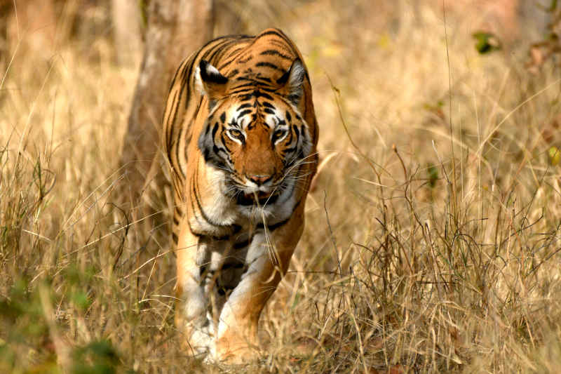 pench jungle safari maharashtra