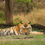 Pench National Park Tour Packages