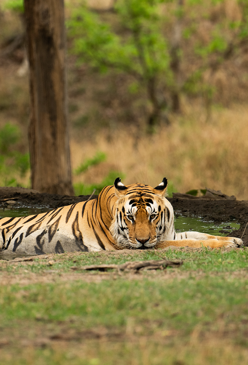 Pench National Park Tour Packages
