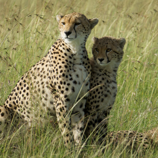 Leopardess and Leopard in Grassland