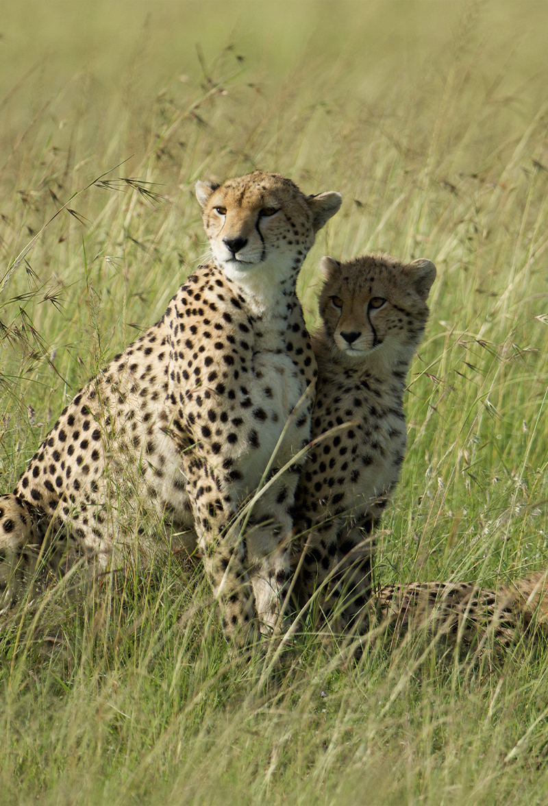 Leopardess and Leopard in Grassland